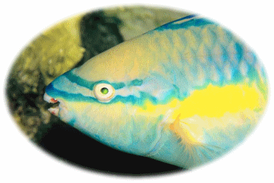 Parrot Fish