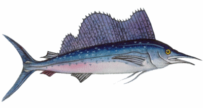 Sailfish