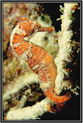 Seahorse