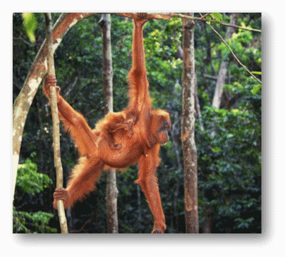 Orangutan