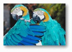 Macaws