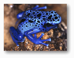 Poison Dart Frogs