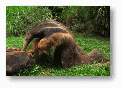 Giant Anteaters