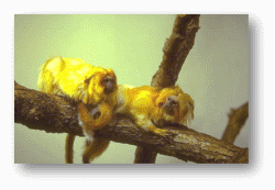 Howler Monkeys