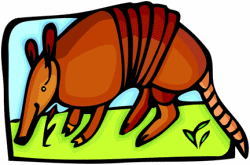 Armadillo