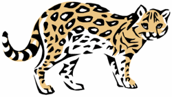 Ocelot