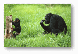 Chimpanzees