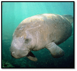 Manatees