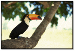 Toucans