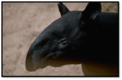 Tapirs