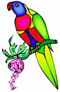 Rainbow Lorikeet