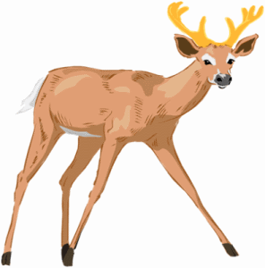 Deer