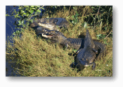 Caimans