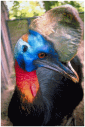 Cassowaries