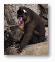 Mandrills