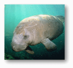 Manatees