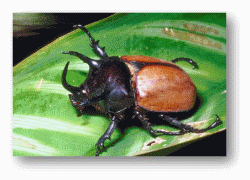 Rhinoceros Beetles