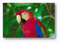 Macaws