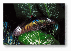 Birdwing Butterflies