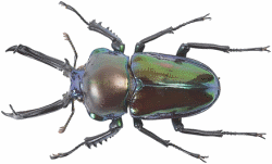 Stag Beetles