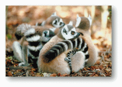 Lemurs