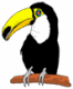 Toucan