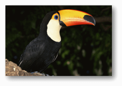 Toucan