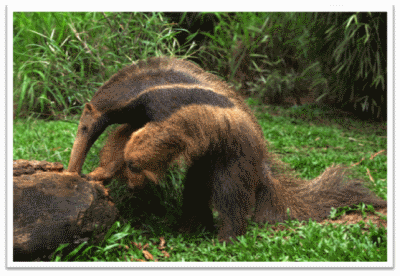 Giant Anteater