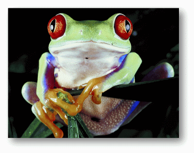 Red-Eyed Tree Frog