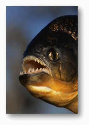 Piranha