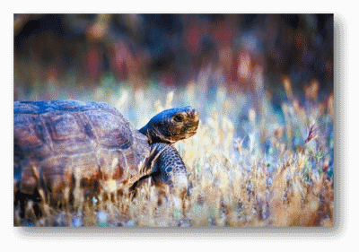 Desert Tortoise