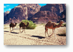 Camels