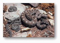 Rattlesnakes