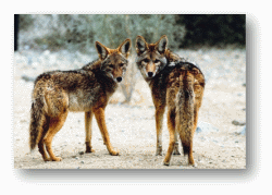 Coyotes