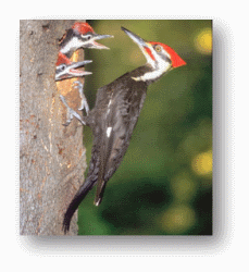 Woodpeckers