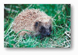 Hedgehogs