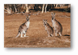 Kangaroos