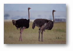 Ostriches