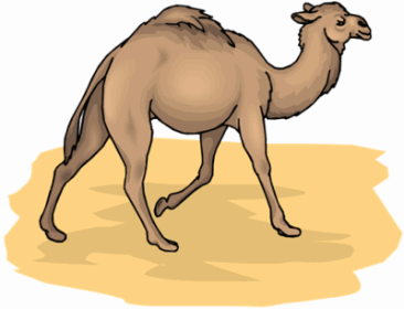 Camel