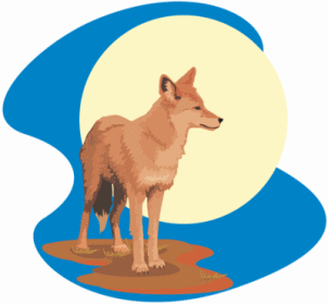 Coyote