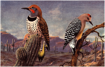 Woodpecker