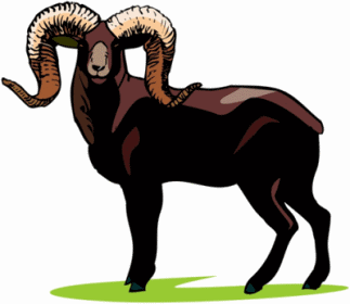 Bighorn Sheep