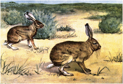 Jackrabbit