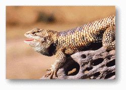 Spiny Lizards