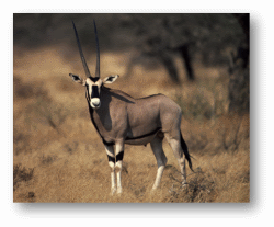 Oryxes