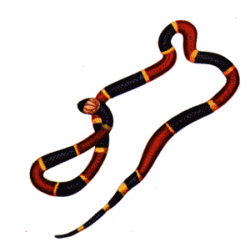 Coral Snakes