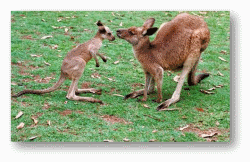 Red Kangaroos