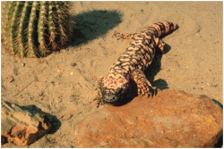 Gila Monsters