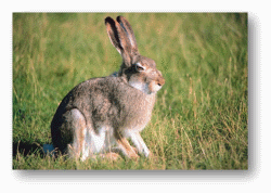 Jackrabbits