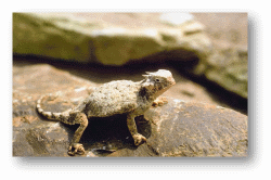 Horned Lizards